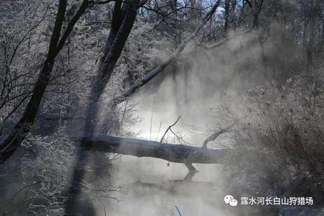 滚动的奶酪选关版